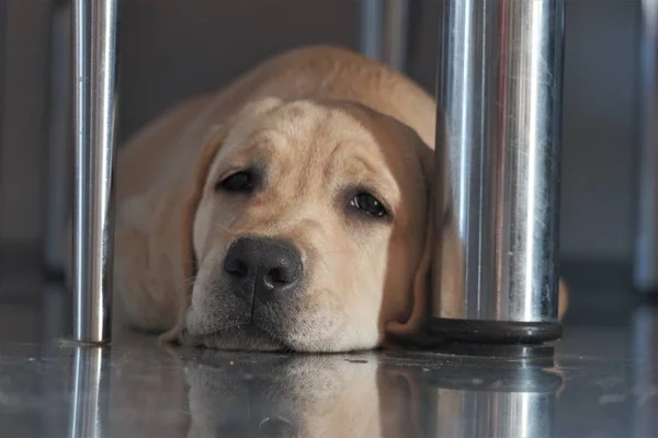 Labrador köpek yavrusu fawn renk kapalı. Labrador köpek şömine arka planda gri bir granit kiremit üzerinde yatıyor.