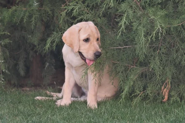 잔디에 래브라도 강아지 암컷은 4개월이다 식물의 배경에 강아지입니다 강아지의 초상화 — 스톡 사진