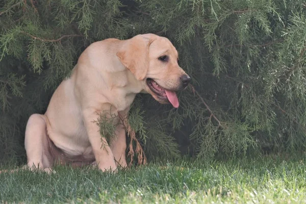 Yeşil çimenlerin üzerinde oturan Fawn Labrador yavrusu. Dişi dört aylık. Yeşil bitkilerin arka planında. Safkan köpek yavrusu. Bir köpek portresi.
