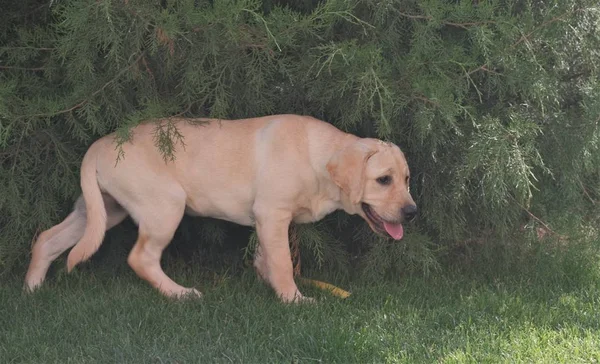 Fawn Labrador köpek yavrusu oynarken ve çimenlerin arasında koşuyor. Dişi dört aylık. Yeşil bitkilerin arka planında. Safkan köpek yavrusu. Bir köpek portresi.