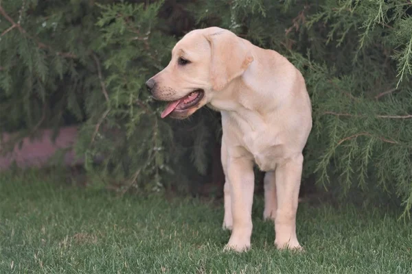 Fawn Labrador Cachorro Brincando Correndo Pela Grama Fêmea Tem Quatro — Fotografia de Stock