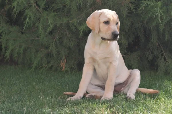 Yeşil çimenlerin üzerinde oturan Fawn Labrador yavrusu. Dişi dört aylık. Yeşil bitkilerin arka planında. Safkan köpek yavrusu. Bir köpek portresi.
