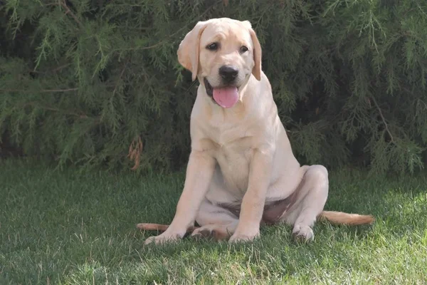 Yeşil çimenlerin üzerinde oturan Fawn Labrador yavrusu. Dişi dört aylık. Yeşil bitkilerin arka planında. Safkan köpek yavrusu. Bir köpek portresi.