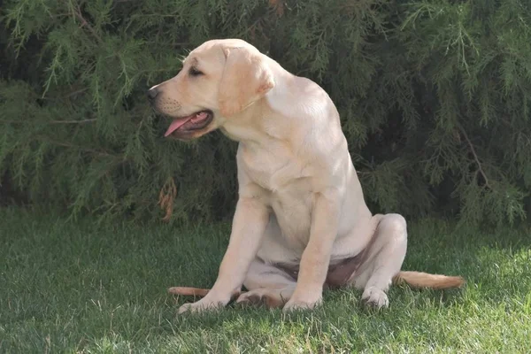 Yeşil çimenlerin üzerinde oturan Fawn Labrador yavrusu. Dişi dört aylık. Yeşil bitkilerin arka planında. Safkan köpek yavrusu. Bir köpek portresi.