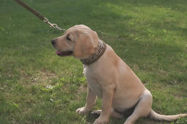 Yeşil çimenlerin üzerinde oturan Fawn Labrador yavrusu. Dişi dört aylık. Yeşil bitkilerin arka planında. Safkan köpek yavrusu. Bir köpek portresi.