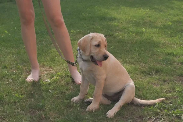 Yeşil çimenlerin üzerinde oturan Fawn Labrador yavrusu. Dişi dört aylık. Yeşil bitkilerin arka planında. Safkan köpek yavrusu. Bir köpek portresi.