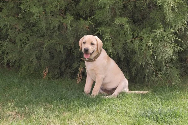 Yeşil çimenlerin üzerinde oturan Fawn Labrador yavrusu. Dişi dört aylık. Yeşil bitkilerin arka planında. Safkan köpek yavrusu. Bir köpek portresi.