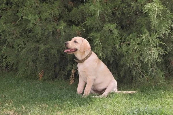 Yeşil çimenlerin üzerinde oturan Fawn Labrador yavrusu. Dişi dört aylık. Yeşil bitkilerin arka planında. Safkan köpek yavrusu. Bir köpek portresi.