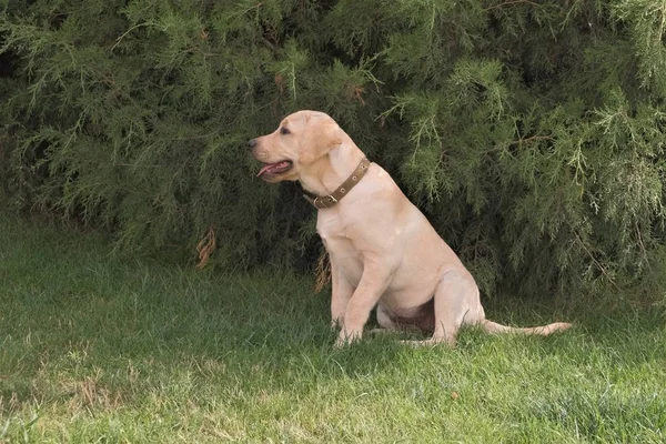Yeşil çimenlerin üzerinde oturan Fawn Labrador yavrusu. Dişi dört aylık. Yeşil bitkilerin arka planında. Safkan köpek yavrusu. Bir köpek portresi.