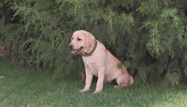 Fawn Labrador Valp Sitter Det Gröna Gräset Honan Fyra Månader — Stockfoto