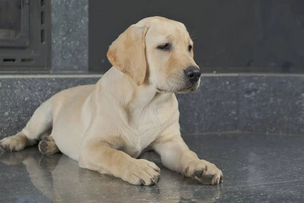 Labrador köpek yavrusu fawn renk kapalı. Labrador köpek şömine arka planda bir granit kiremit üzerinde yatıyor.