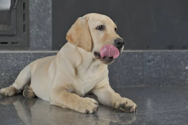 Labrador köpek yavrusu fawn renk kapalı. Labrador köpek şömine arka planda bir granit kiremit üzerinde yatıyor.