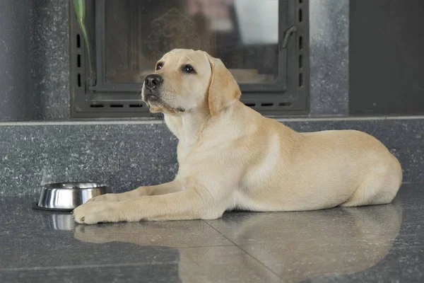 Labrador köpek yavrusu fawn renk kapalı. Labrador köpek şömine arka planda bir granit kiremit üzerinde yatıyor.