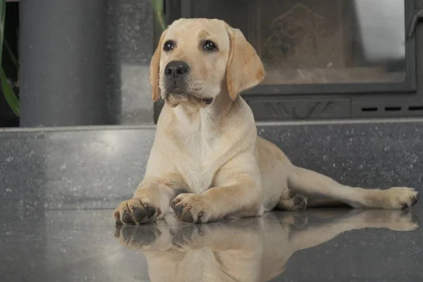 Labrador köpek yavrusu fawn renk kapalı. Labrador köpek şömine arka planda bir granit kiremit üzerinde yatıyor.