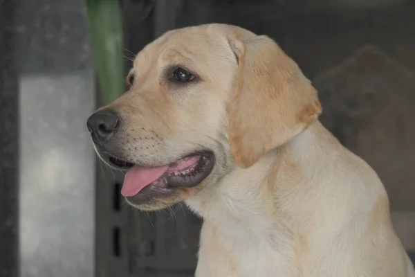 Labrador köpek yavrusu fawn renk kapalı. Labrador köpek şömine arka planda bir granit kiremit üzerinde oturan.