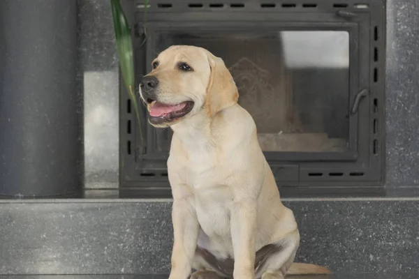 Labrador köpek yavrusu fawn renk kapalı. Labrador köpek şömine arka planda bir granit kiremit üzerinde oturan.