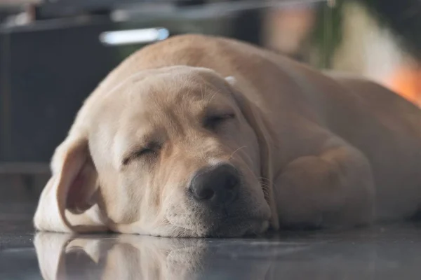 Labrador köpek yavrusu fawn renk kapalı. Labrador köpek şömine arka planda bir granit kiremit üzerinde yatıyor.
