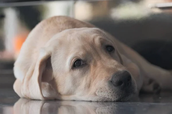 Labrador köpek yavrusu fawn renk kapalı. Labrador köpek şömine arka planda bir granit kiremit üzerinde yatıyor.