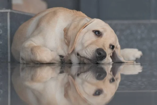 Labrador köpek yavrusu fawn renk kapalı. Labrador köpek şömine arka planda bir granit kiremit üzerinde yatıyor.