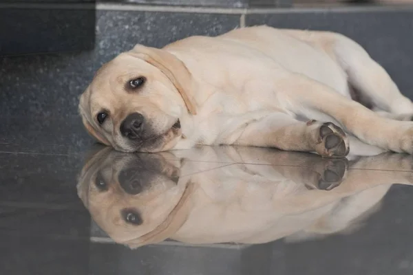 Labrador köpek yavrusu fawn renk kapalı. Labrador köpek şömine arka planda bir granit kiremit üzerinde yatıyor.