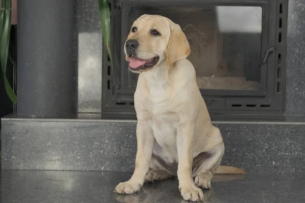 Labrador köpek yavrusu fawn renk kapalı. Labrador köpek şömine arka planda bir granit kiremit üzerinde oturan.