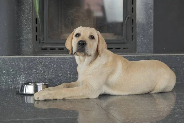 Fawn labrador cheap