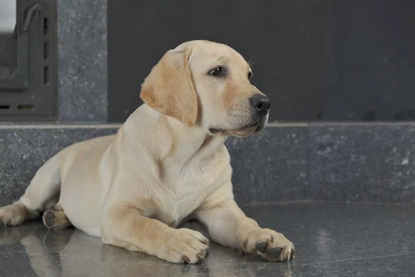 Labrador köpek yavrusu fawn renk kapalı. Labrador köpek şömine arka planda bir granit kiremit üzerinde yatıyor.