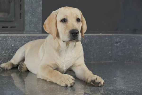 Labrador köpek yavrusu fawn renk kapalı. Labrador köpek şömine arka planda bir granit kiremit üzerinde yatıyor.