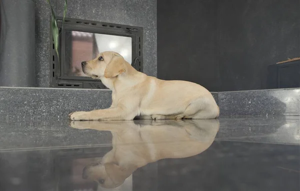 Labrador köpek yavrusu fawn renk kapalı. Labrador köpek şömine arka planda bir granit kiremit üzerinde yatıyor.