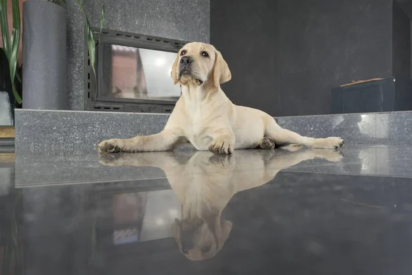 Labrador köpek yavrusu fawn renk kapalı. Labrador köpek şömine arka planda bir granit kiremit üzerinde yatıyor.