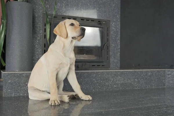 Labrador köpek yavrusu fawn renk kapalı. Labrador köpek şömine arka planda bir granit kiremit üzerinde oturan.