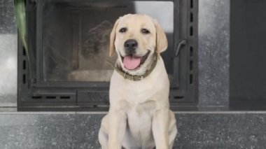 Labrador yavrusu itaatkar sahibinin komutunu bekliyor. Labrador yavrusu itaatkar sahibinin komutunu bekliyor. Köpek sahibi yemek için izin verdiğinde 4 ay bekler. Köpek besleme ve itaat.