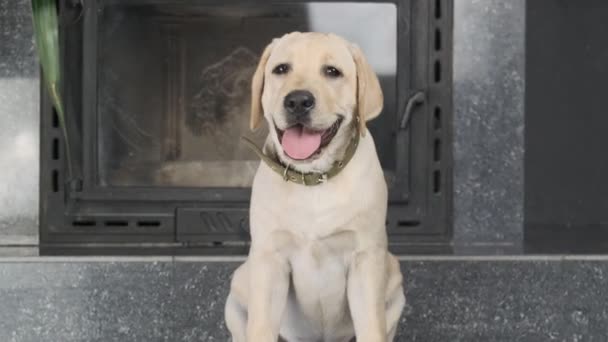 Labrador Puppy Posłusznie Czeka Właściciela Polecenia Labrador Puppy Posłusznie Czeka — Wideo stockowe