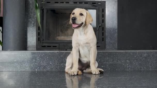 Labrador Hundvalp Lydigt Väntar Ägaren Befalla Labrador Hundvalp Lydigt Väntar — Stockvideo