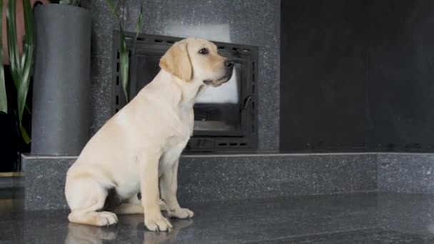 Labrador Hundvalp Lydigt Väntar Ägaren Befalla Labrador Hundvalp Lydigt Väntar — Stockvideo