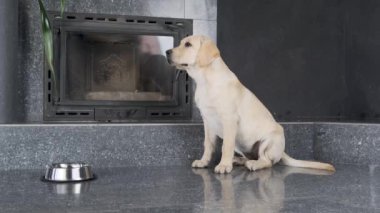 Labrador yavrusu itaatkar sahibinin komutunu bekliyor. Labrador yavrusu itaatkar sahibinin komutunu bekliyor. Köpek sahibi yemek için izin verdiğinde 4 ay bekler. Köpek besleme ve itaat.