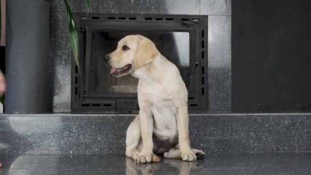 Labrador Puppy Obediently Awaits Owner Command Labrador Puppy Obediently Awaits — Stock Video