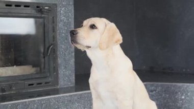 Labrador yavrusu itaatkar sahibinin komutunu bekliyor. Labrador yavrusu itaatkar sahibinin komutunu bekliyor. Köpek sahibi yemek için izin verdiğinde 4 ay bekler. Köpek besleme ve itaat.