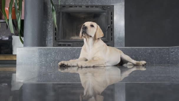 Cachorro Labrador Está Deitado Chão Cão Tem Meses Fica Olho — Vídeo de Stock