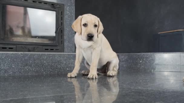 Labrador Hundvalp Lydigt Väntar Ägaren Befalla Labrador Hundvalp Lydigt Väntar — Stockvideo