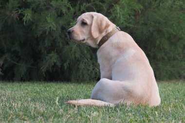 Yeşil çimenlerin üzerinde oturan Fawn Labrador yavrusu. Dişi dört aylık. Yeşil bitkilerin arka planında. Safkan köpek yavrusu. Bir köpek portresi.