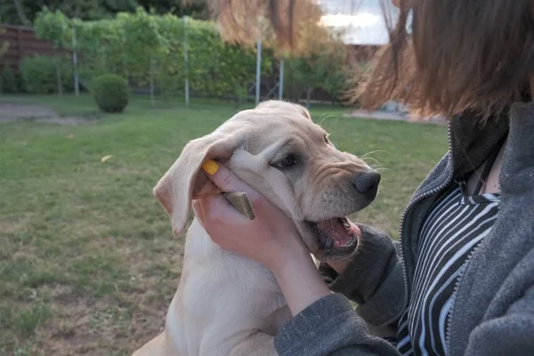 Genç bir kız kollarında bir labrador tutar. Köpek dört aylık, ısırır ve kız ile oynar.