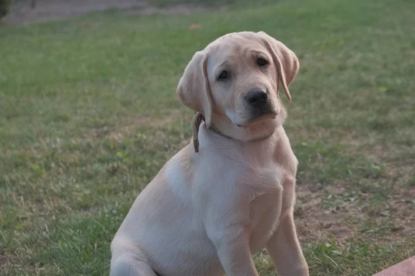 Yeşil çimenlerin üzerinde oturan Fawn Labrador yavrusu. Dişi dört aylık. Yeşil bitkilerin arka planında. Safkan köpek yavrusu. Bir köpek portresi.