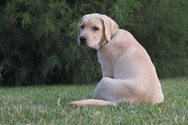 Yeşil çimenlerin üzerinde oturan Fawn Labrador yavrusu. Dişi dört aylık. Yeşil bitkilerin arka planında. Safkan köpek yavrusu. Bir köpek portresi.