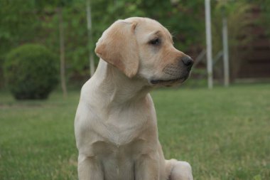 Yeşil çimenlerin üzerinde oturan Fawn Labrador yavrusu. Dişi dört aylık. Yeşil bitkilerin arka planında. Safkan köpek yavrusu. Bir köpek portresi.