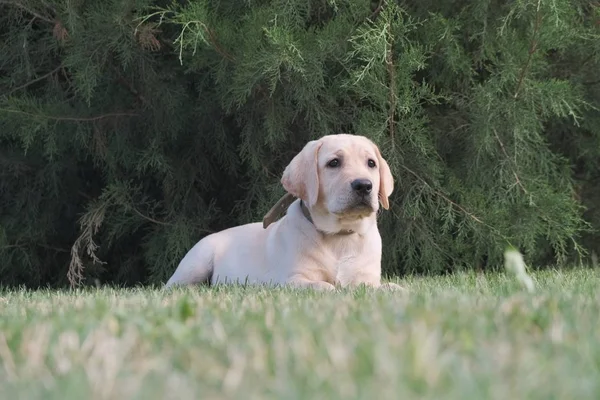 Cachorro Labrador Amarelo Está Deitado Grama Verde Fêmea Tem Quatro — Fotografia de Stock