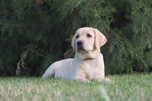 Cachorro Labrador Amarelo Está Deitado Grama Verde Fêmea Tem Quatro — Fotografia de Stock