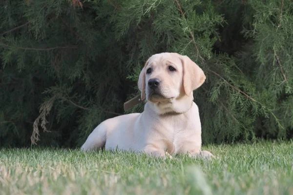 Sarı bir labrador yavrusu yeşil çimenlerin üzerinde yatıyor. Dişi dört aylık. Yeşil bitkilerin arka planında. Safkan köpek yavrusu. Bir köpek portresi.