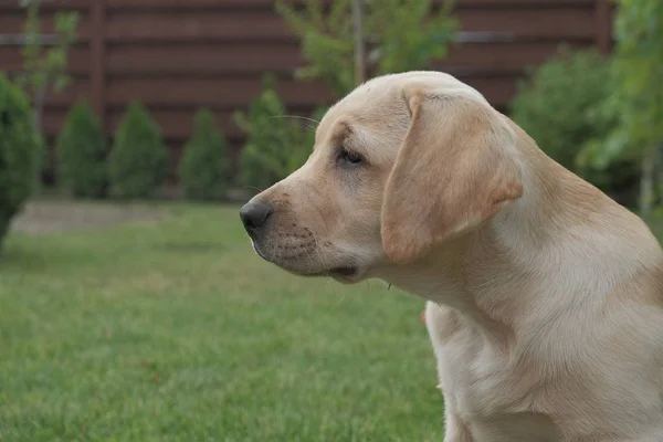 Yeşil çimenlerin üzerinde oturan Fawn Labrador yavrusu. Dişi dört aylık. Yeşil bitkilerin arka planında. Safkan köpek yavrusu. Bir köpek portresi.