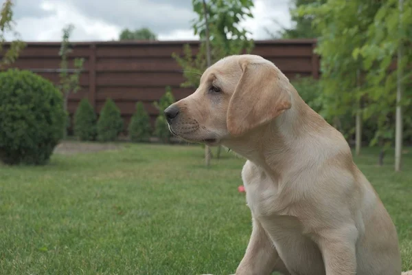 Yeşil çimenlerin üzerinde oturan Fawn Labrador yavrusu. Dişi dört aylık. Yeşil bitkilerin arka planında. Safkan köpek yavrusu. Bir köpek portresi.